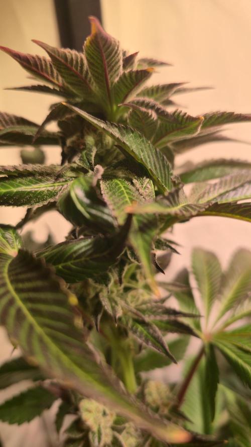 Fruit Cake. Week 13