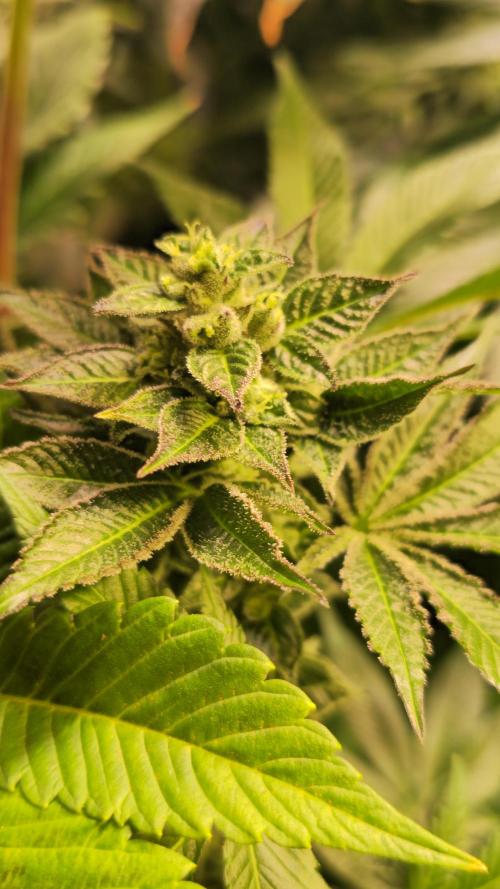 Fruit Cake. Week 13
