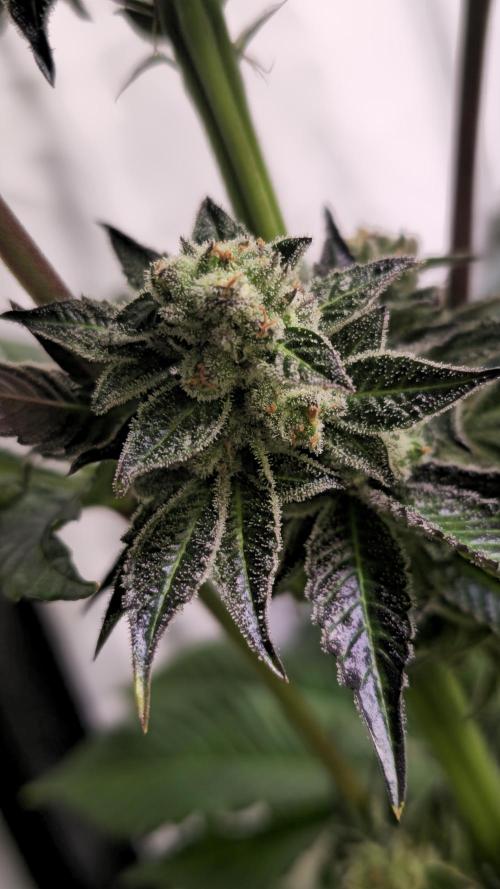Fruit Cake. Week 13
