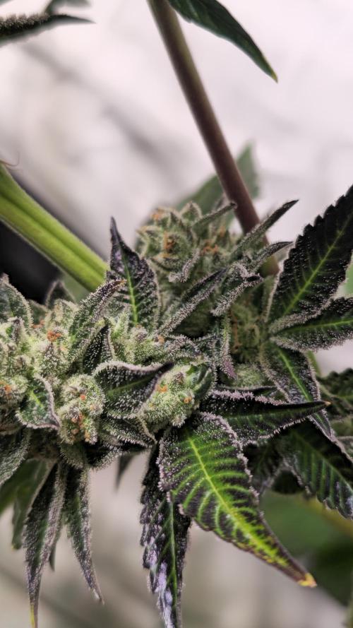 Fruit Cake. Week 13