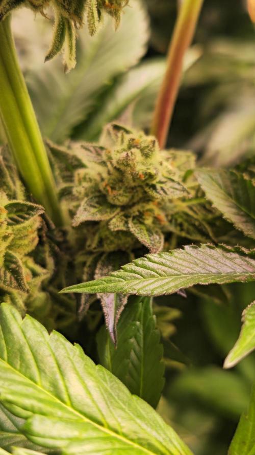 Fruit Cake. Week 13