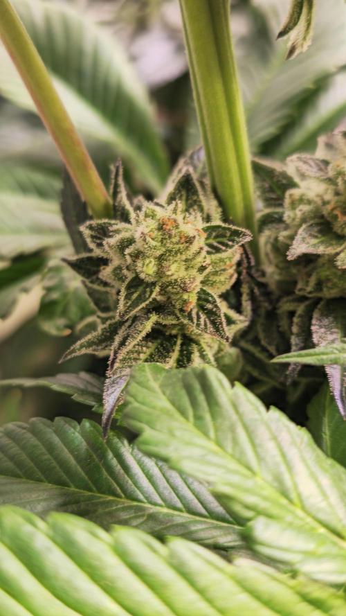 Fruit Cake. Week 13