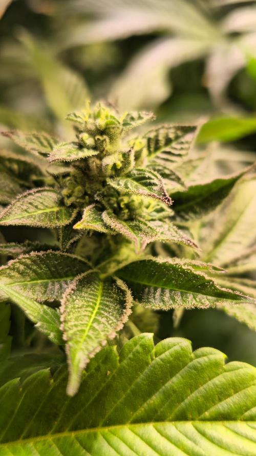 Fruit Cake. Week 13