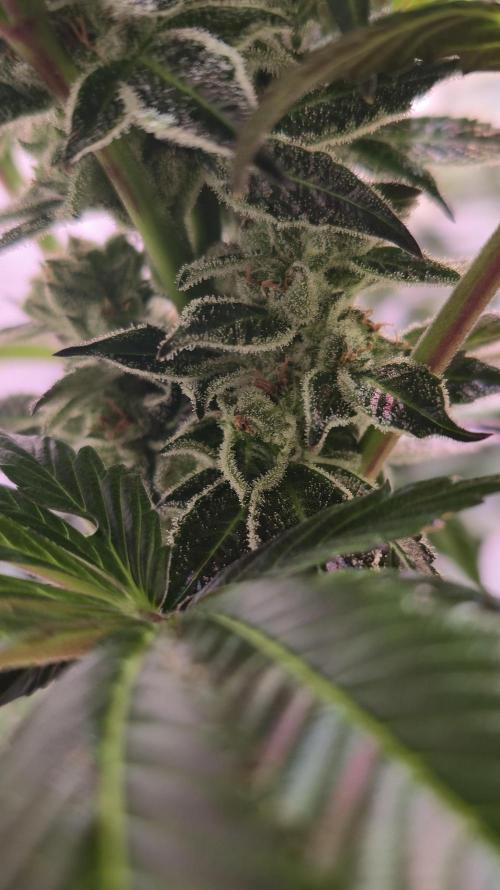 Fruit Cake. Week 13
