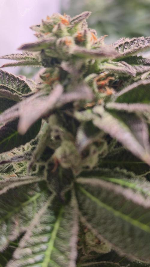 Fruit Cake. Week 13