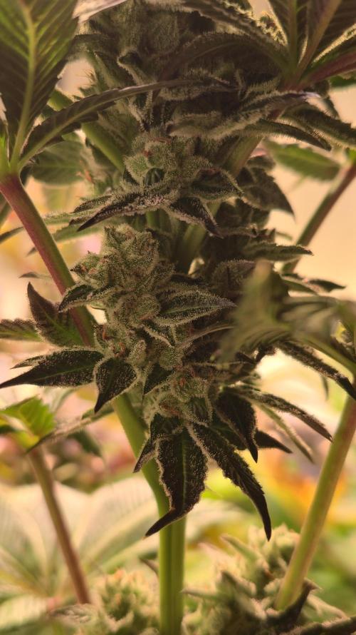 Fruit Cake. Week 13