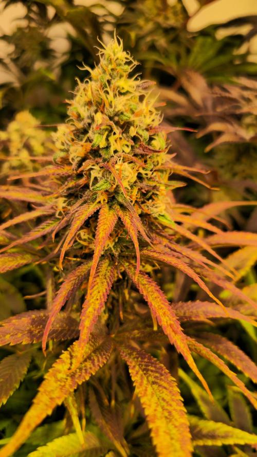 Cali Crasher. Week 13