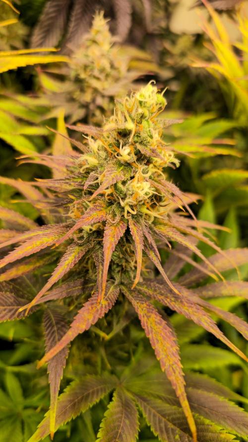 Cali Crasher. Week 13