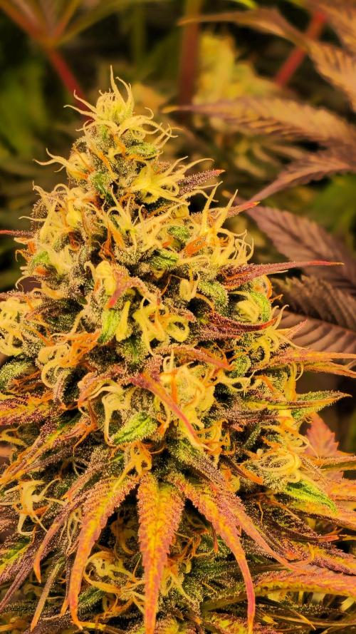 Cali Crasher. Week 13