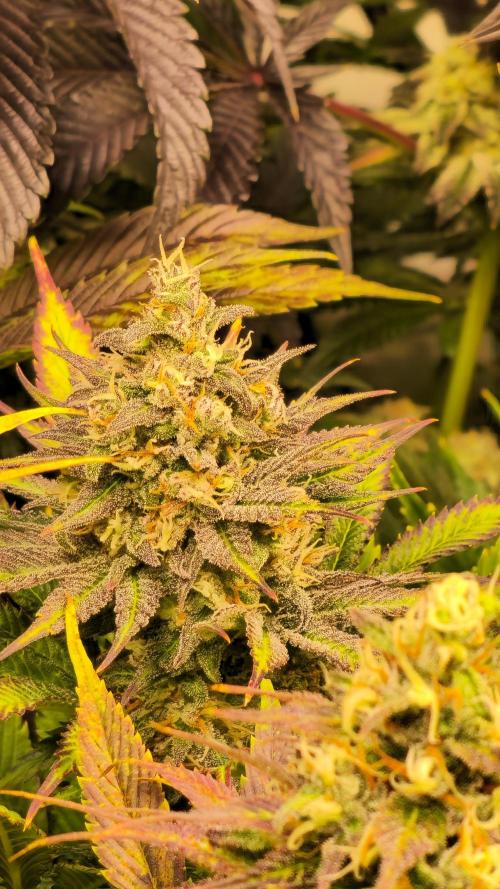 Cali Crasher. Week 13