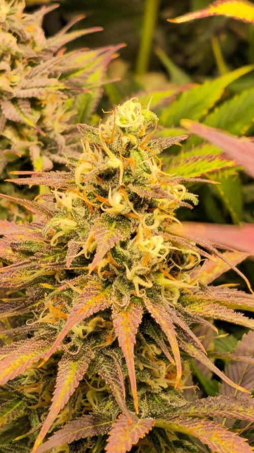 Cali Crasher. Week 13