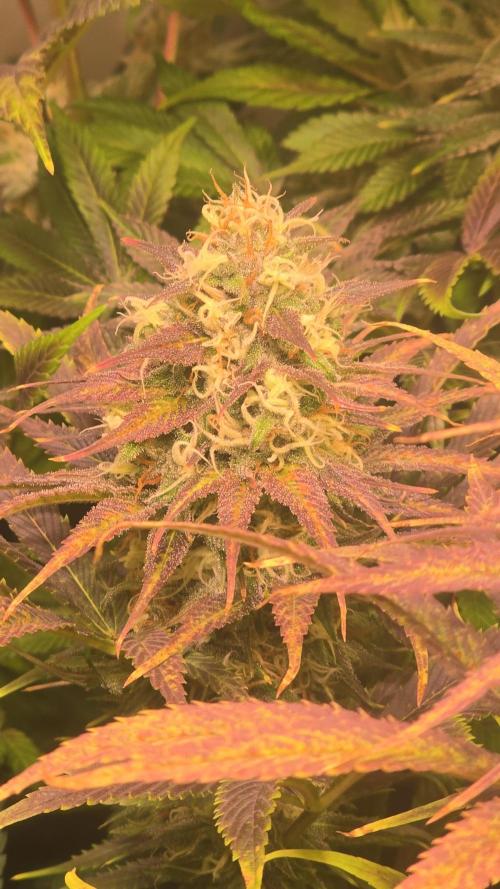 Cali Crasher. Week 13