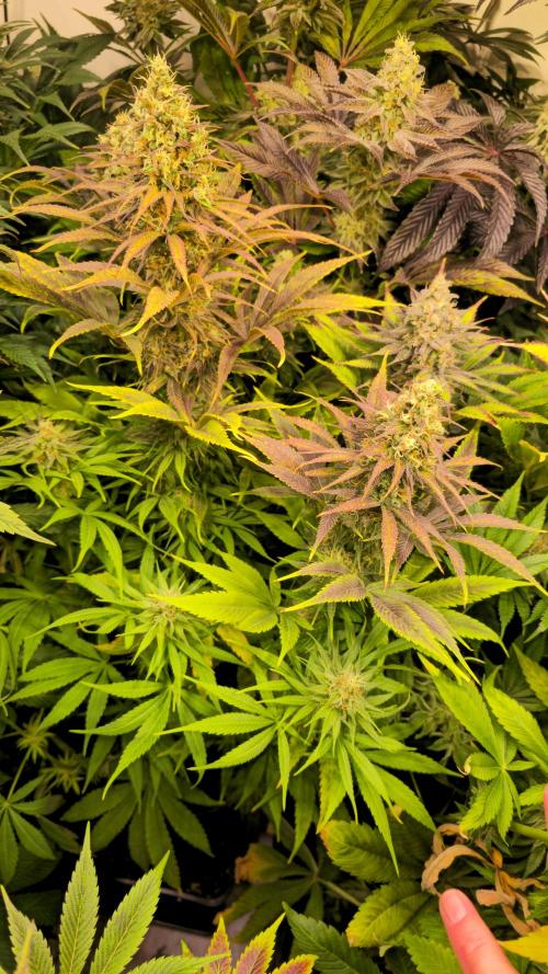 Cali Crasher. Week 13