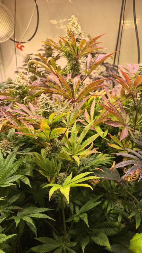 Zkittlez. Week 13