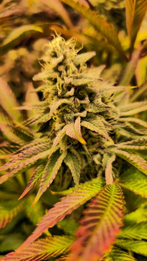 Zkittlez. Week 13