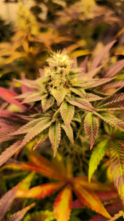 Zkittlez. Week 13
