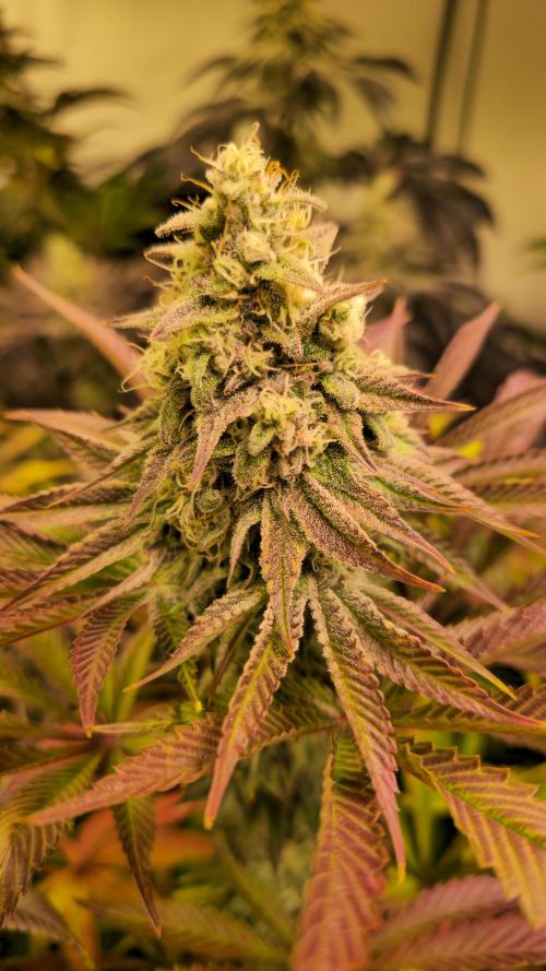Zkittlez. Week 13