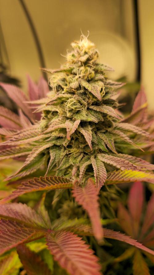 Zkittlez. Week 13