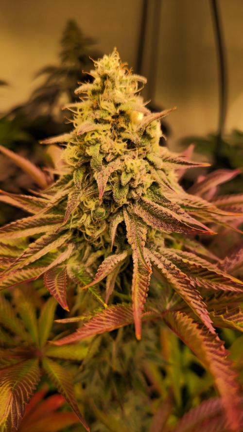 Zkittlez. Week 13