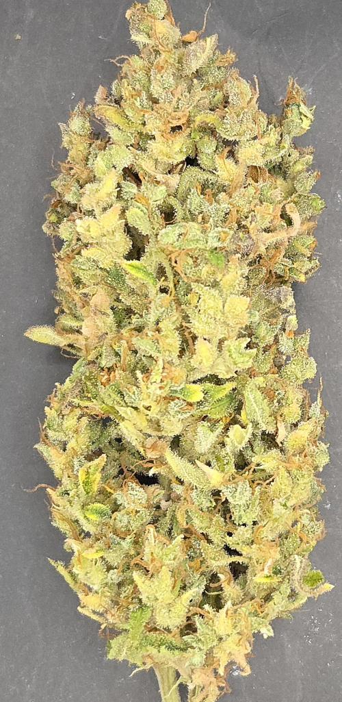 AutoflowerWorldCupBeingThereIsEverything. Week 14