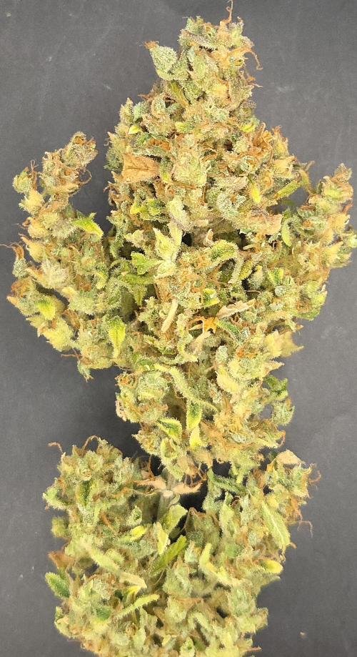 AutoflowerWorldCupBeingThereIsEverything. Week 14