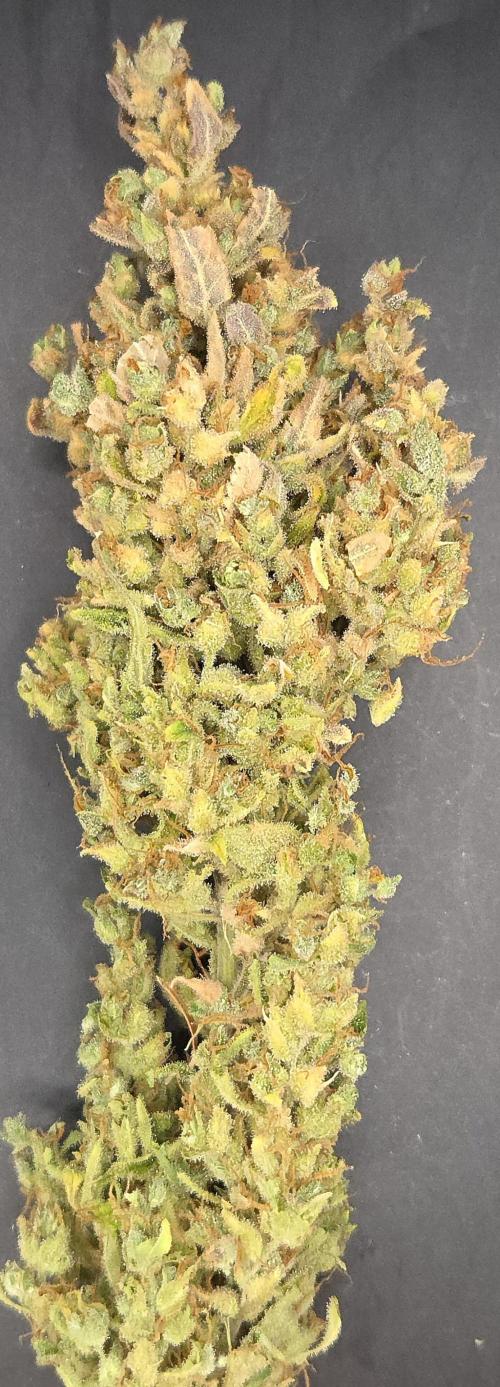 AutoflowerWorldCupBeingThereIsEverything. Week 14