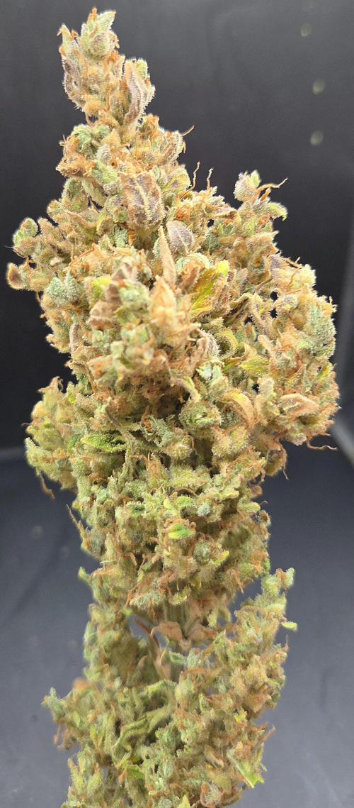 AutoflowerWorldCupBeingThereIsEverything. Week 14