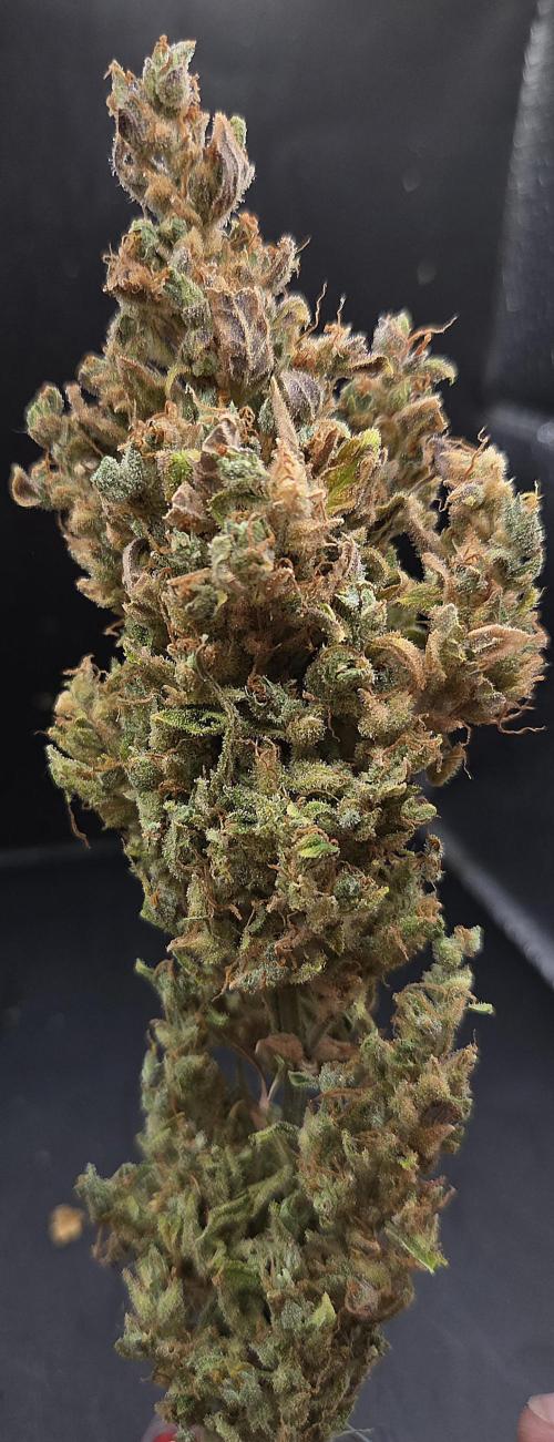 AutoflowerWorldCupBeingThereIsEverything. Week 14