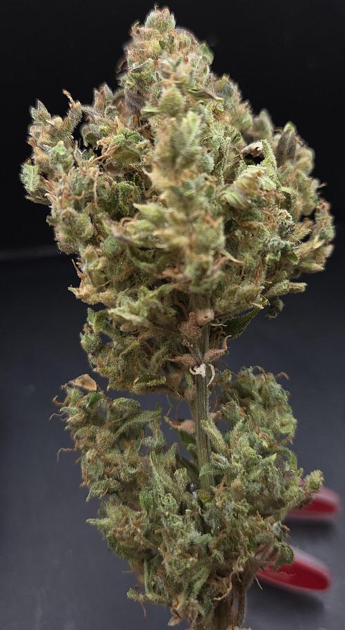 AutoflowerWorldCupBeingThereIsEverything. Week 14