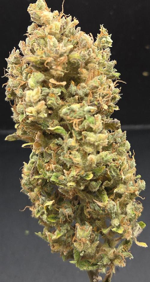 AutoflowerWorldCupBeingThereIsEverything. Week 14