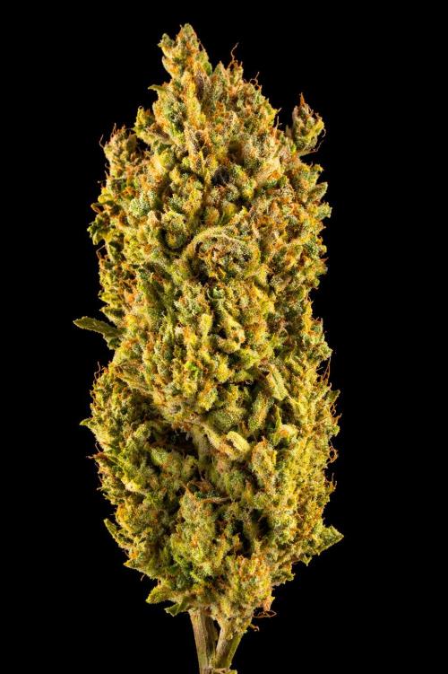 AutoflowerWorldCupBeingThereIsEverything. Week 14