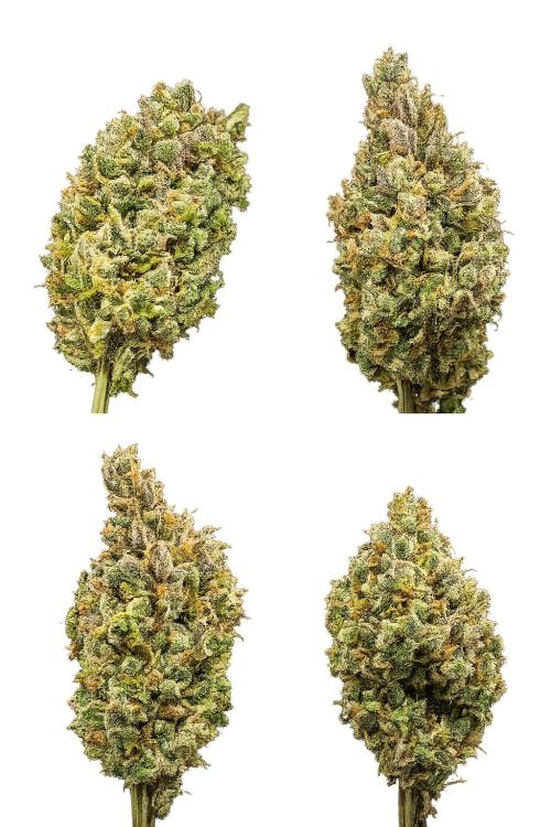AutoflowerWorldCupBeingThereIsEverything. Week 14
