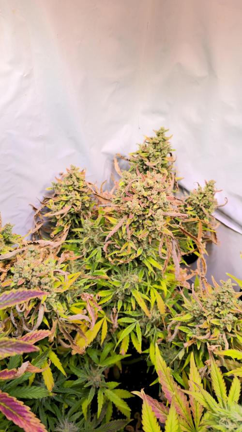 AutoflowerWorldCupBeingThereIsEverything. Week 14
