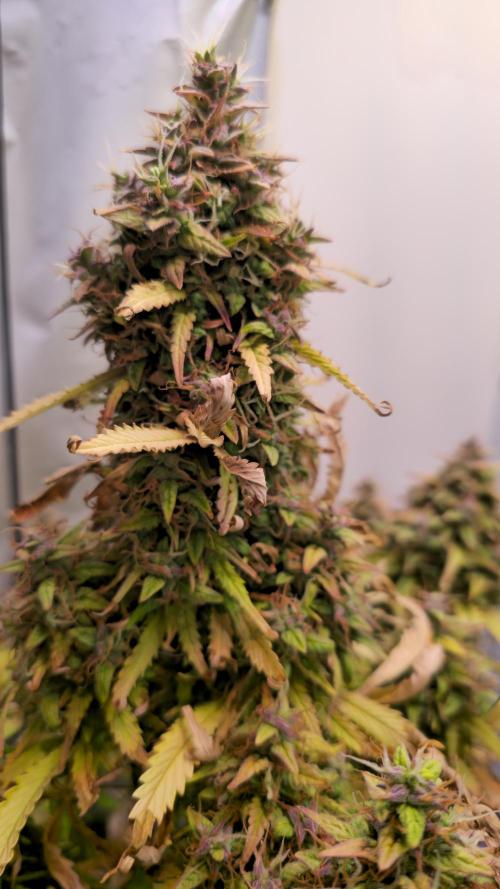 AutoflowerWorldCupBeingThereIsEverything. Week 14