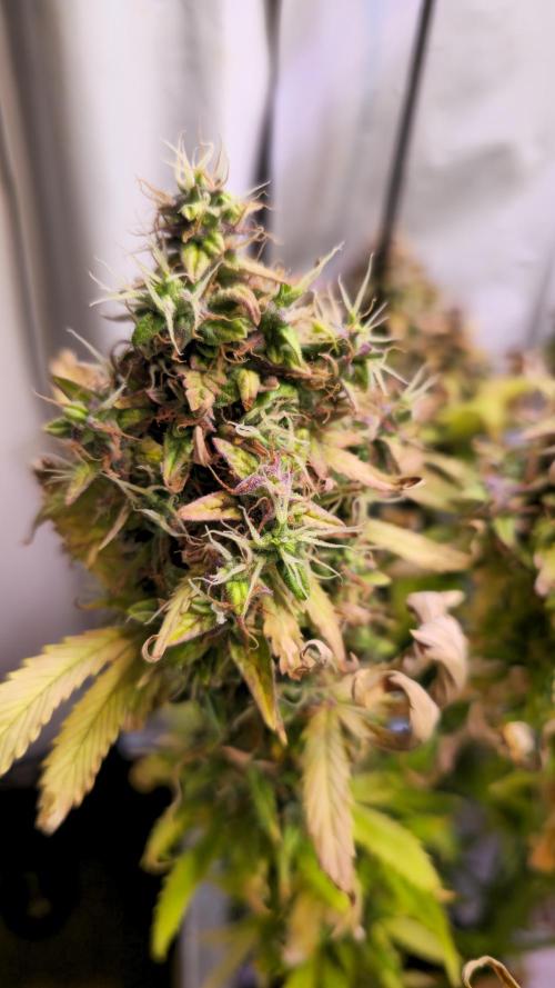 AutoflowerWorldCupBeingThereIsEverything. Week 14