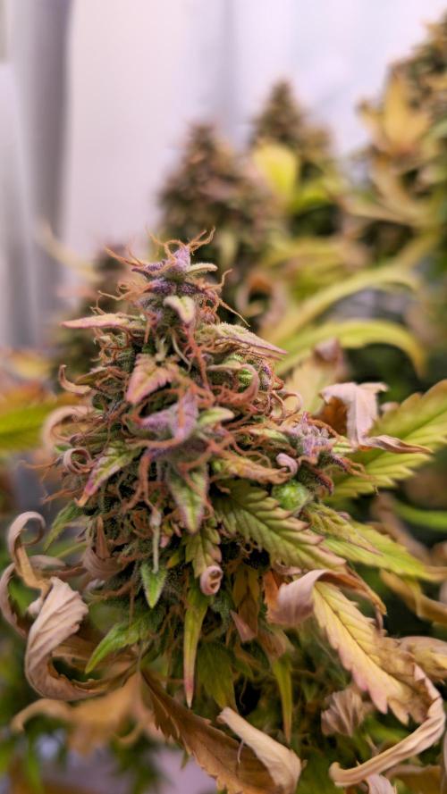 AutoflowerWorldCupBeingThereIsEverything. Week 14