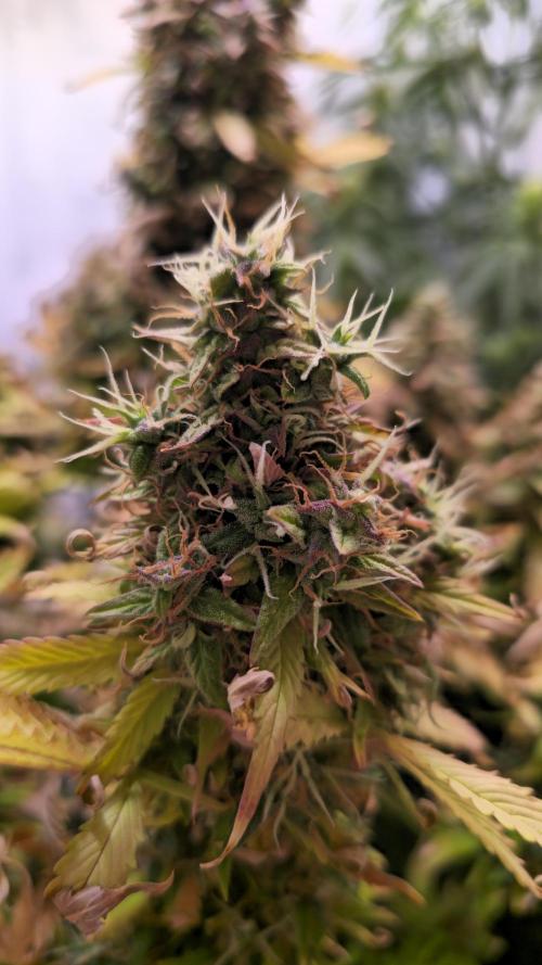 AutoflowerWorldCupBeingThereIsEverything. Week 14