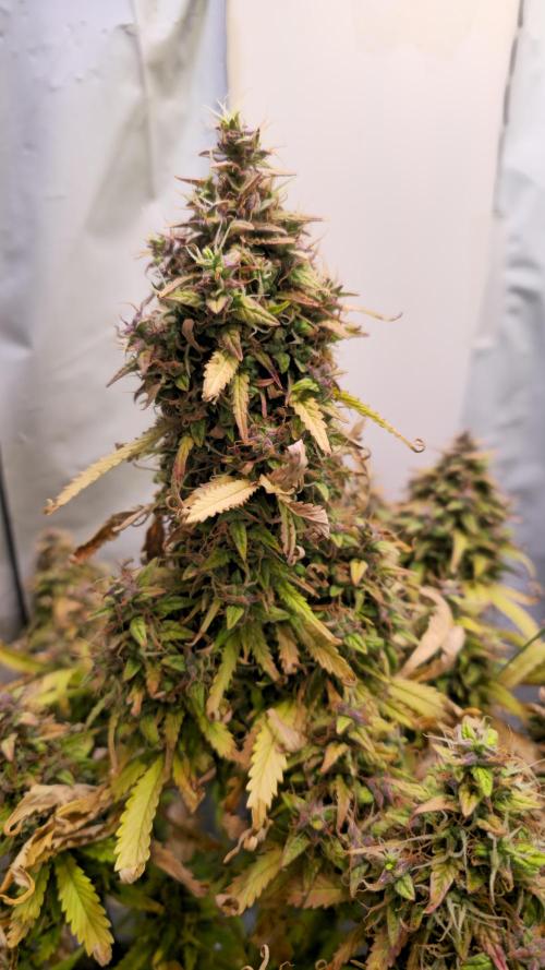 AutoflowerWorldCupBeingThereIsEverything. Week 14