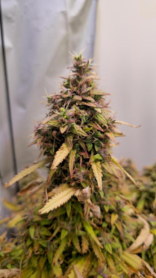 AutoflowerWorldCupBeingThereIsEverything. Week 14
