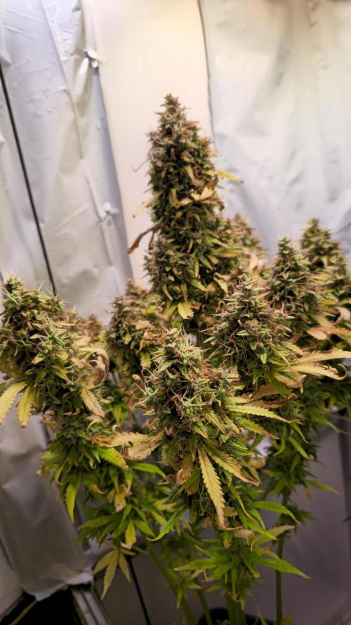 AutoflowerWorldCupBeingThereIsEverything. Week 14