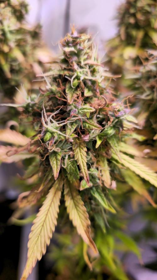 AutoflowerWorldCupBeingThereIsEverything. Week 14