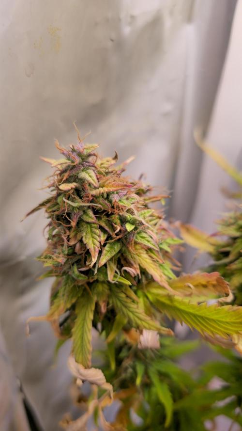 AutoflowerWorldCupBeingThereIsEverything. Week 14