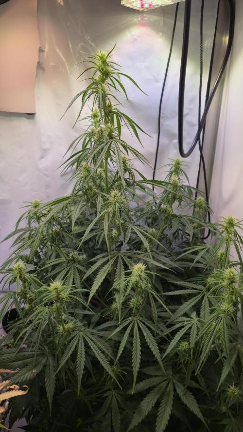 Violett Face Auto. Week 6
