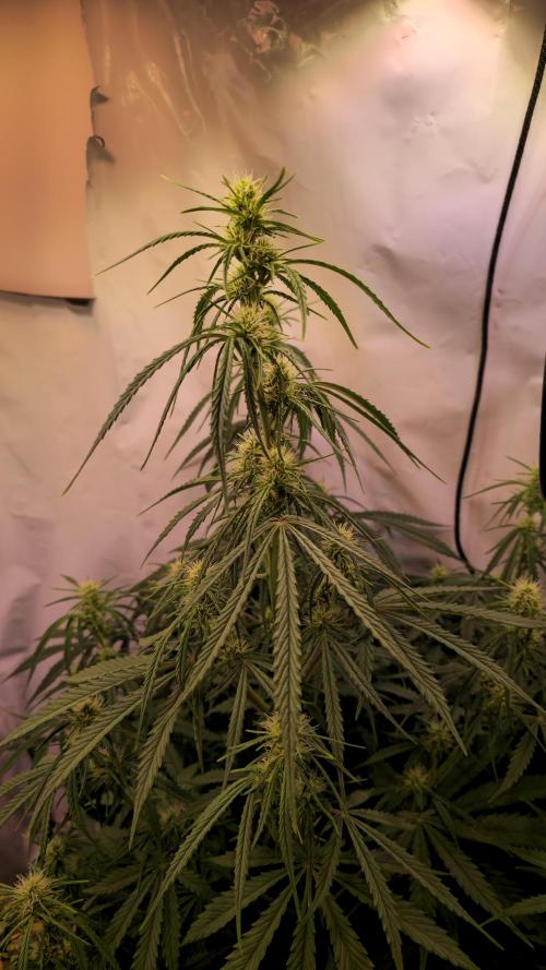 Violett Face Auto. Week 6
