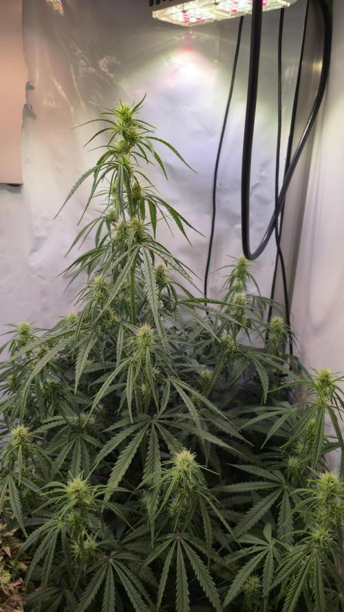 Violett Face Auto. Week 6