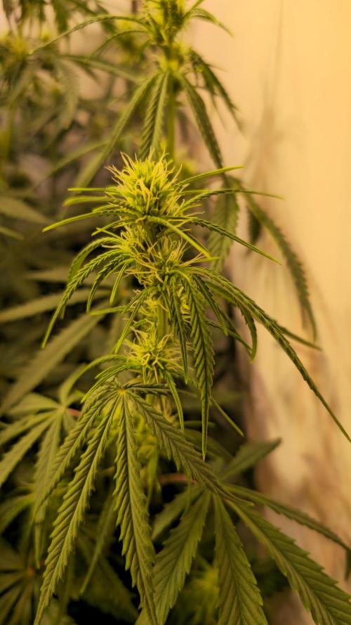 Violett Face Auto. Week 6