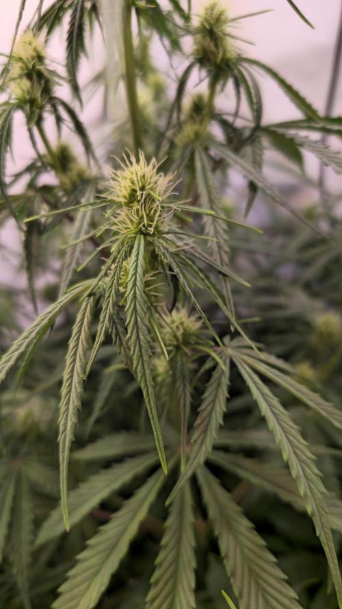 Violett Face Auto. Week 6