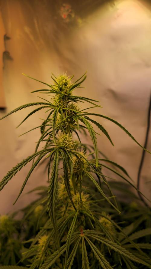 Violett Face Auto. Week 6