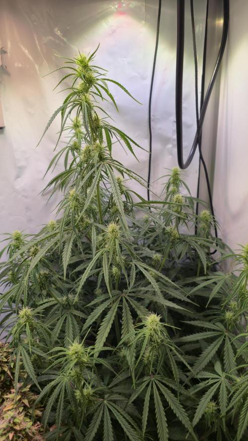 Violett Face Auto. Week 6