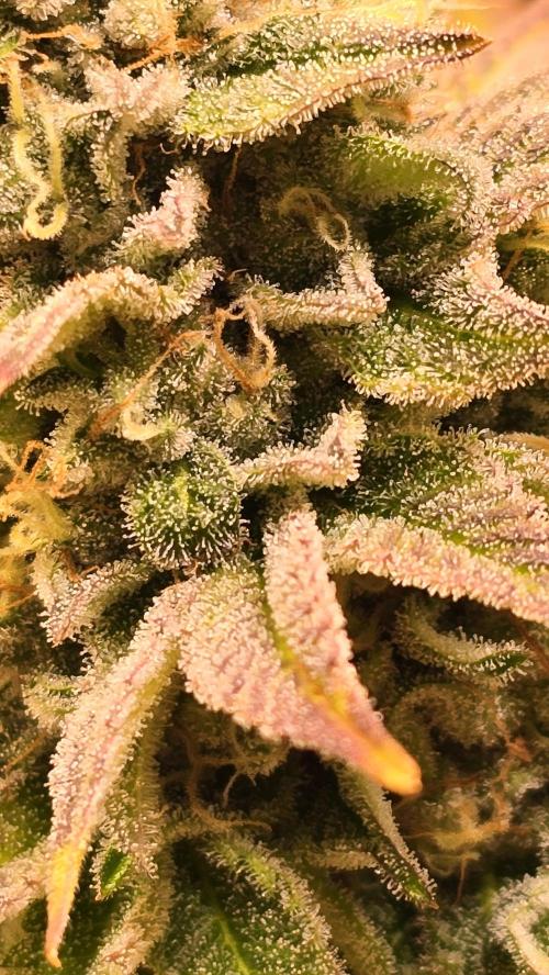 Zkittlez. Week 14